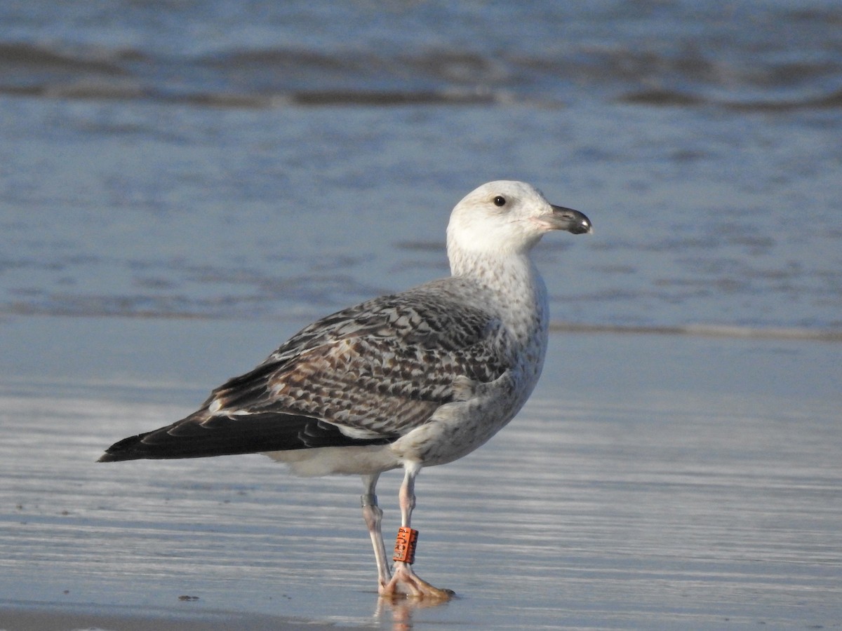 Büyük Kara Sırtlı Martı - ML652844714