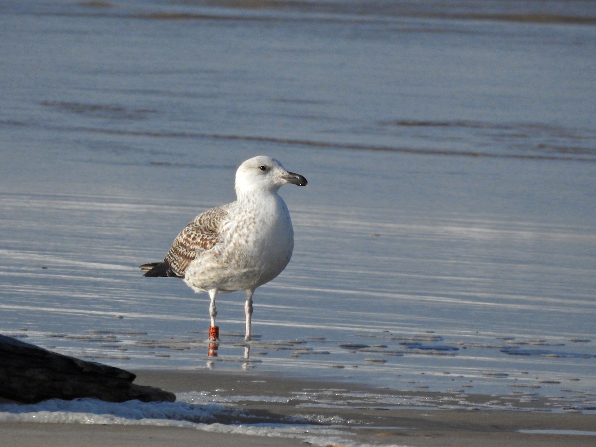 Büyük Kara Sırtlı Martı - ML652844715