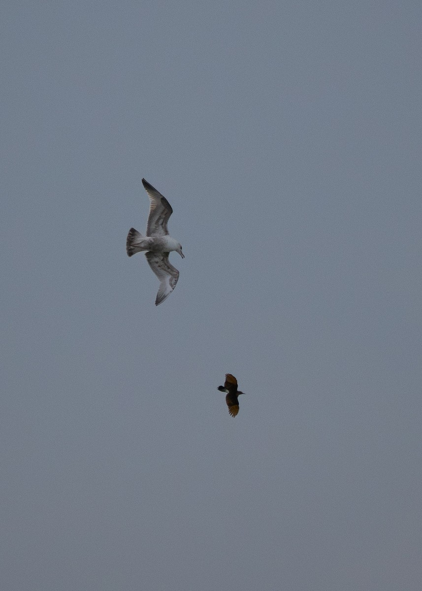 Altın Ağaçkakan - ML652844716