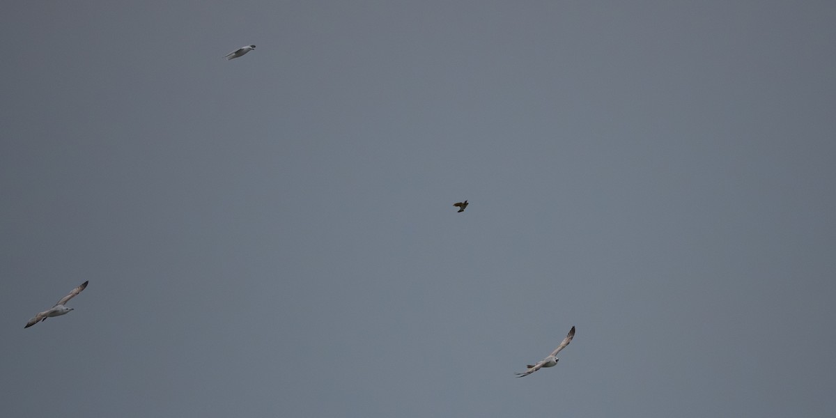 Altın Ağaçkakan - ML652844718