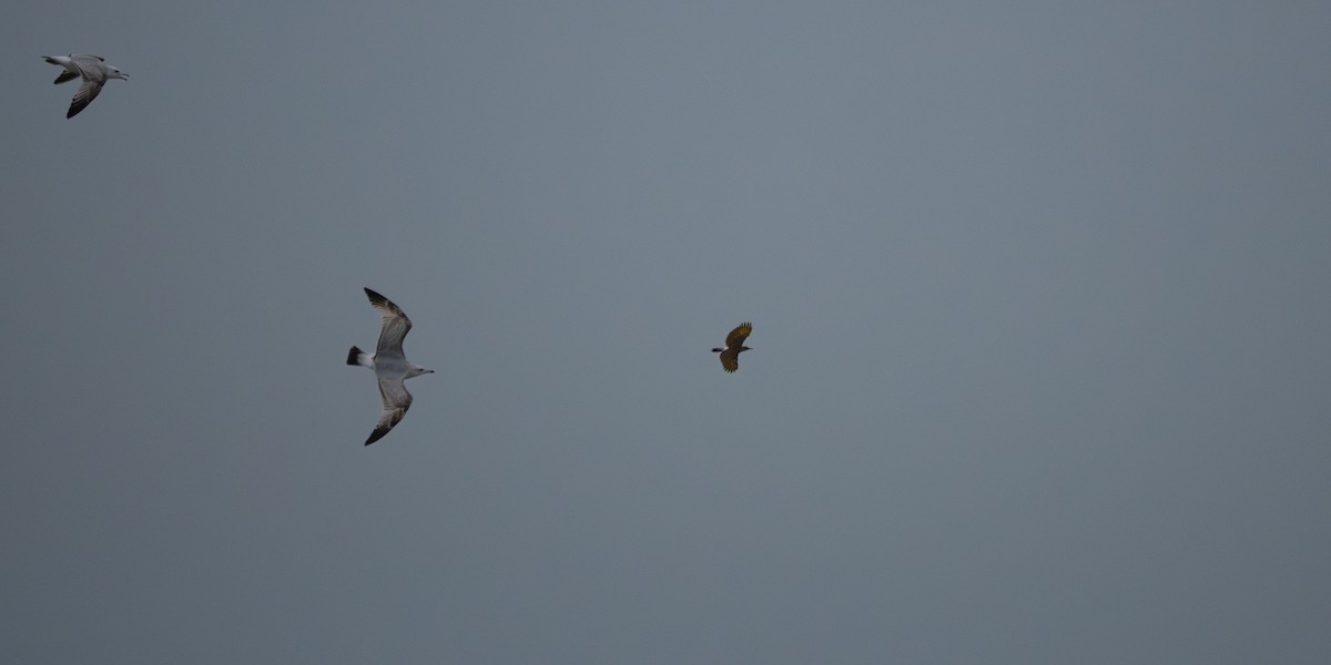 Altın Ağaçkakan - ML652844719