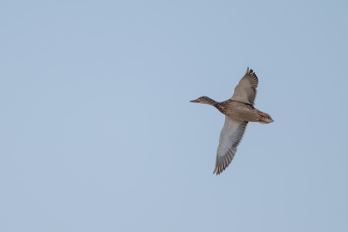 Yeşilbaş - ML652844721