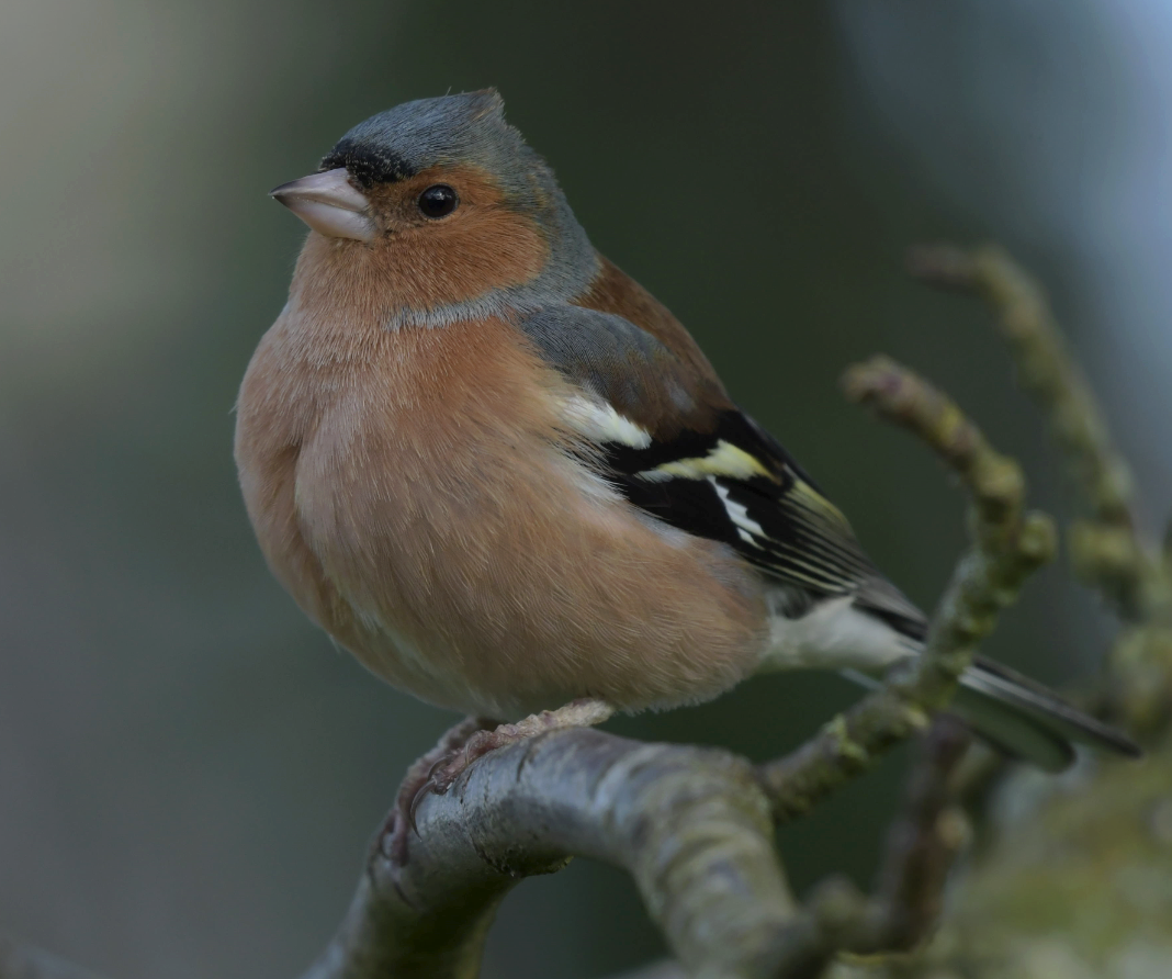 İspinoz - ML652844722