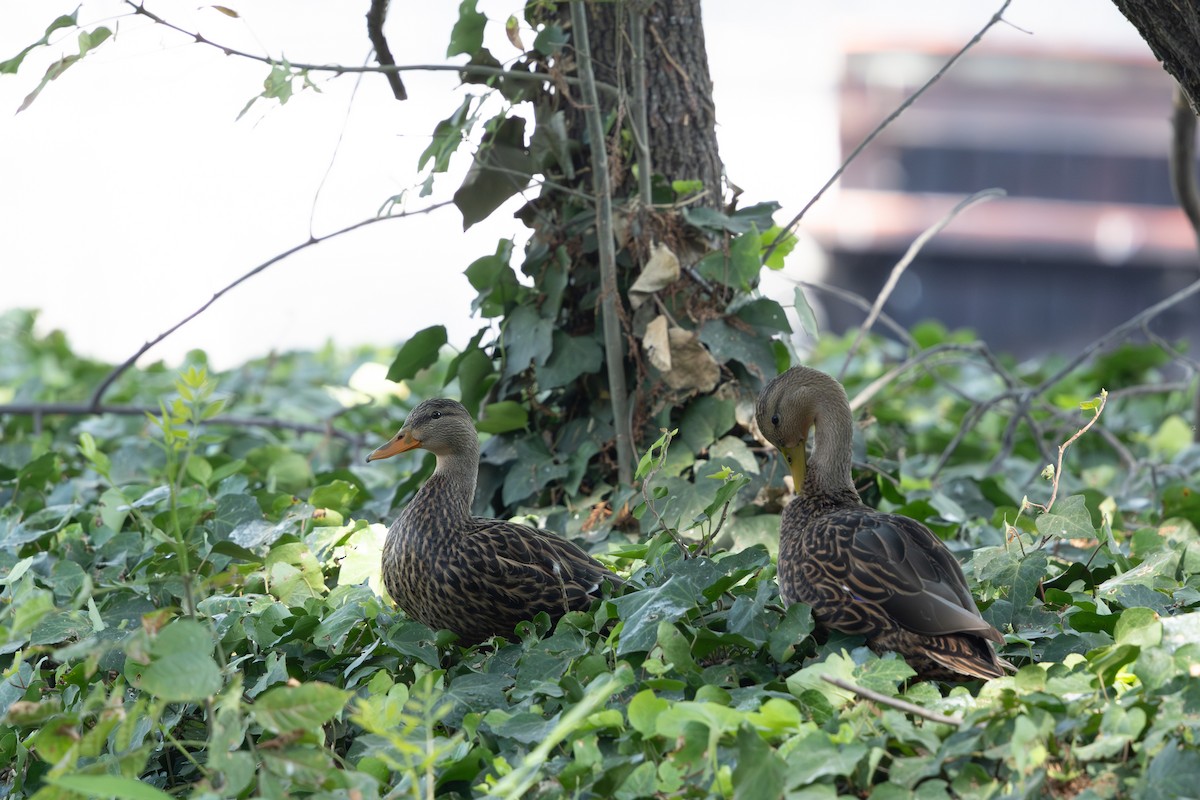 Meksika Ördeği - ML652844725