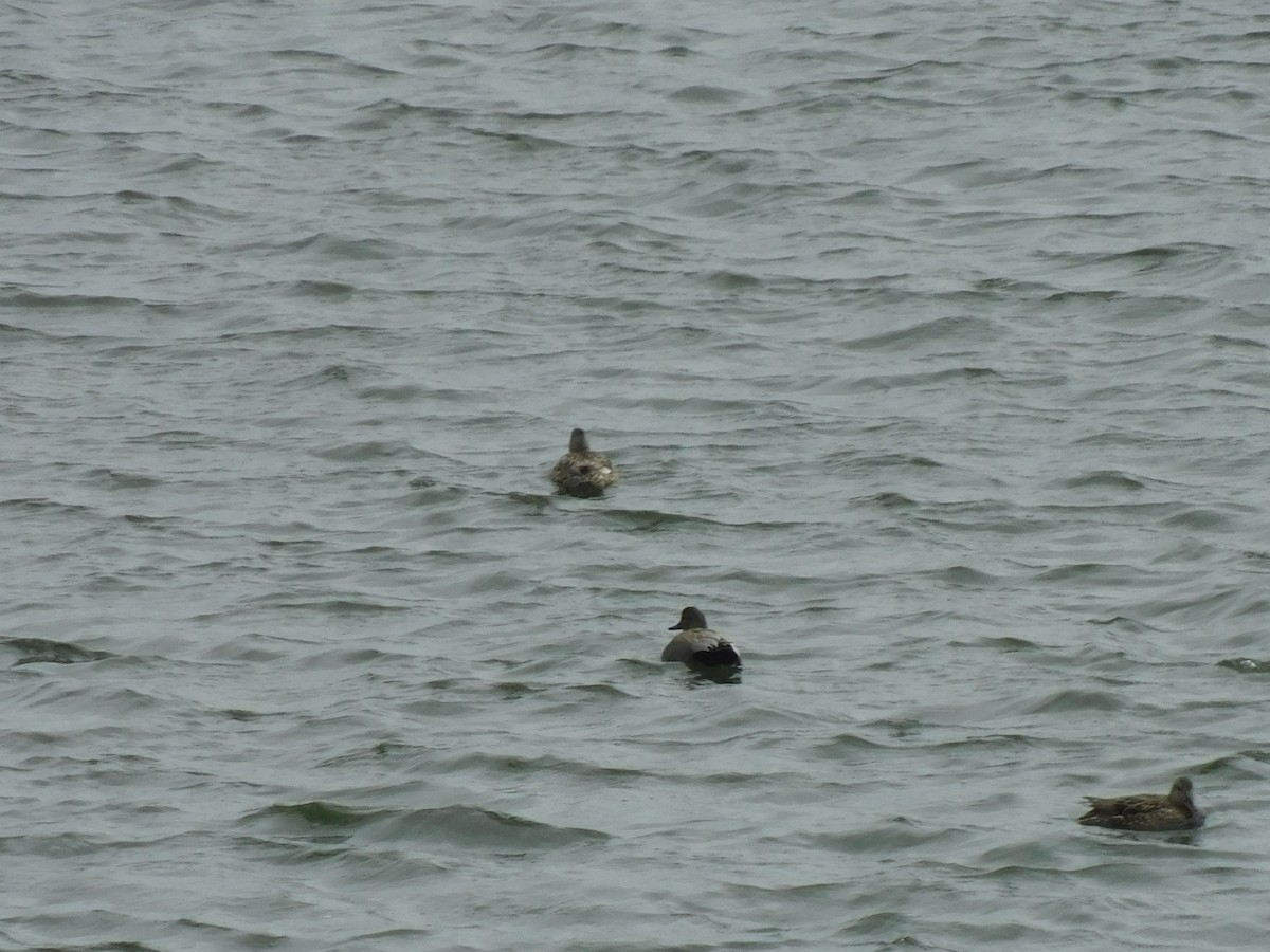 Ötücü Serçe - ML652844728