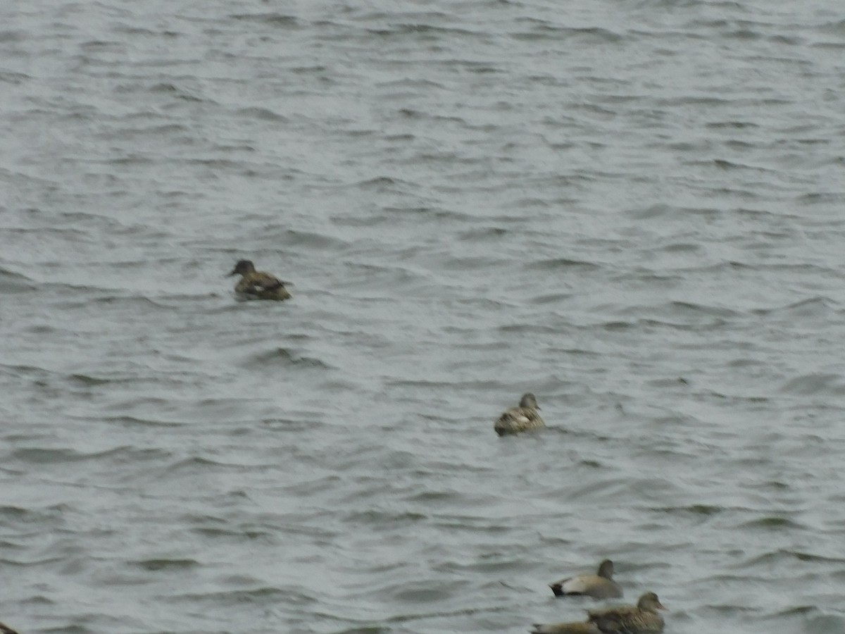 Ötücü Serçe - ML652844729