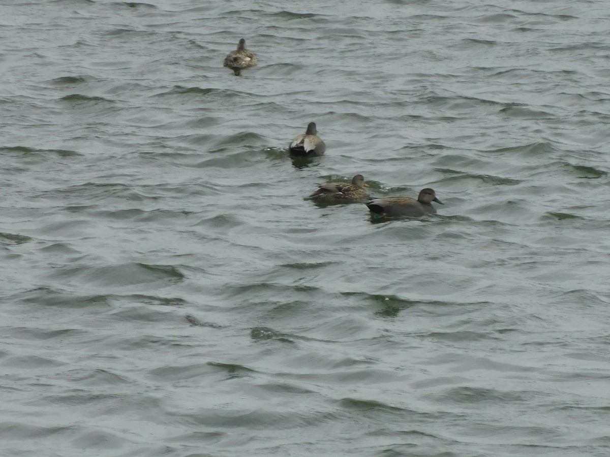 Ötücü Serçe - ML652844730