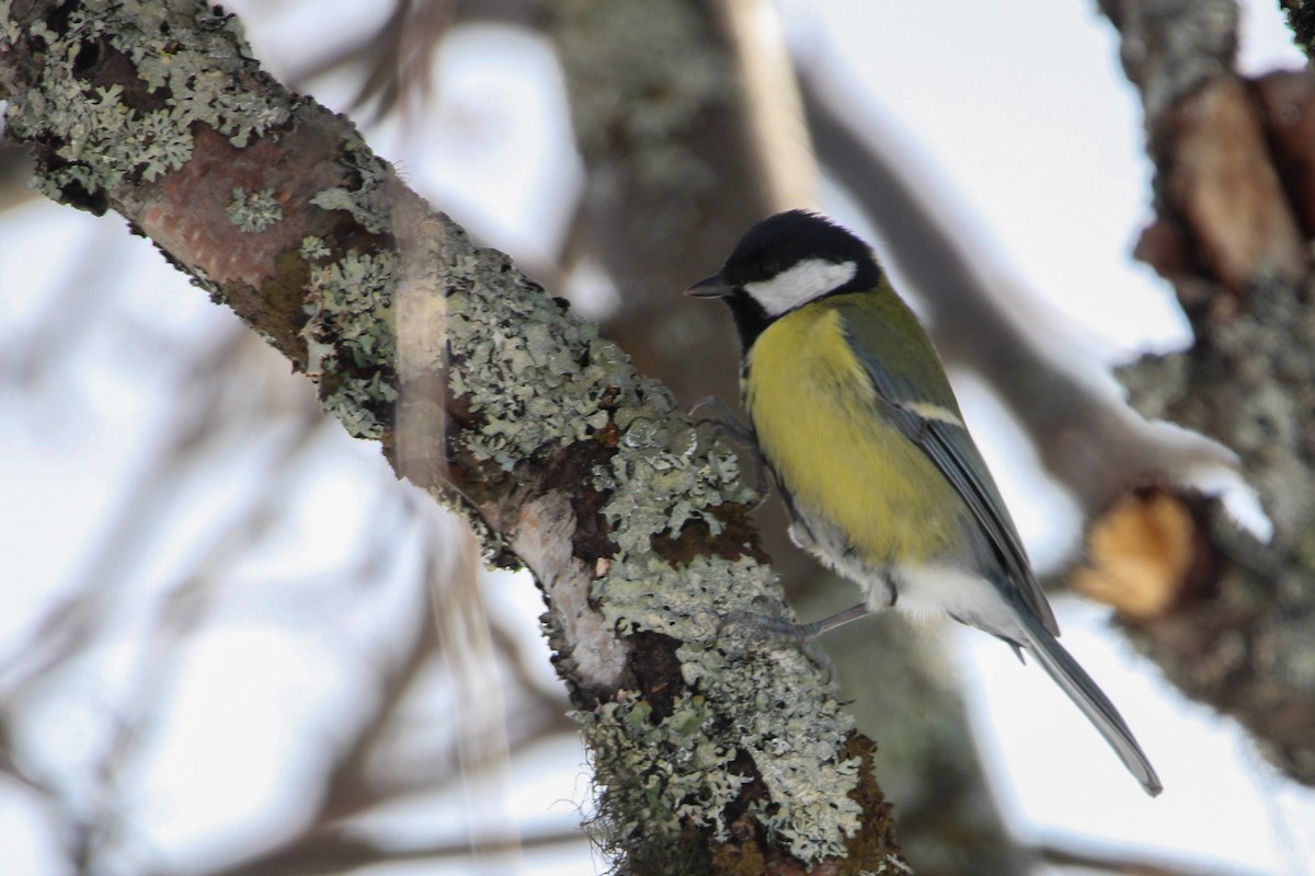 Büyük Baştankara [major grubu] - ML652844731