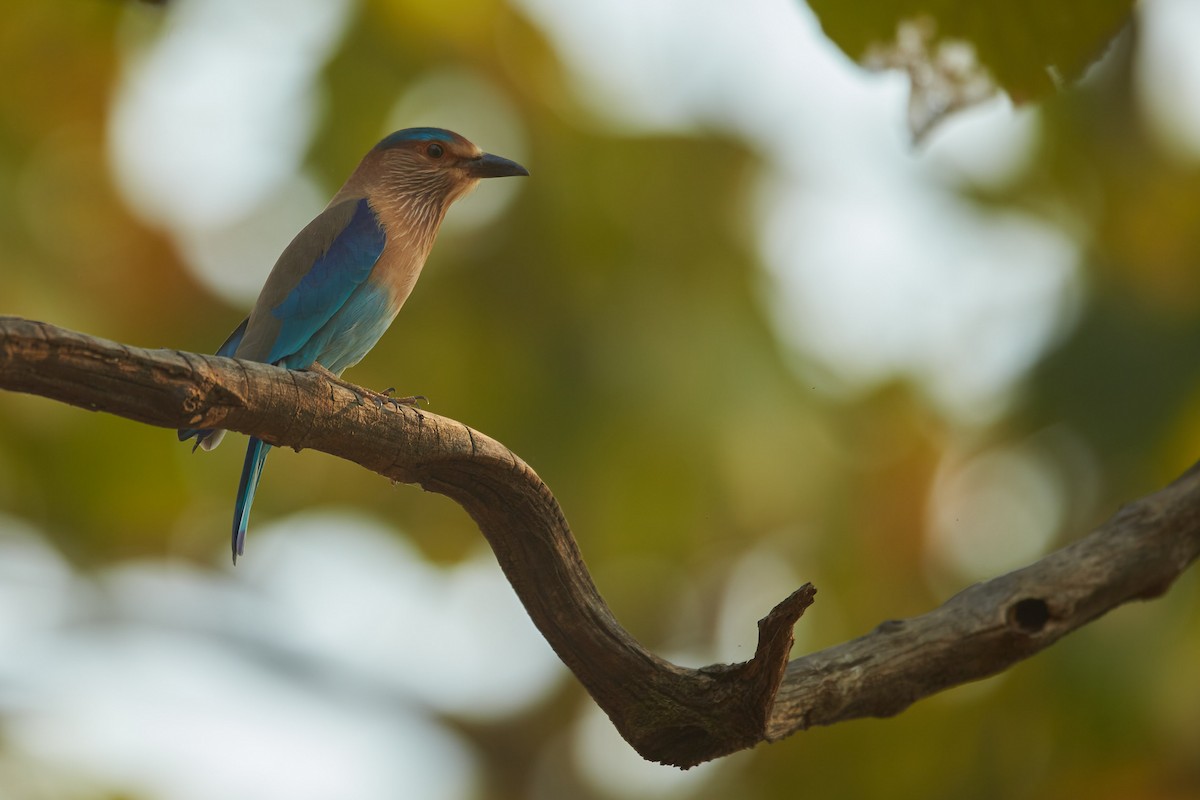 Hint Gökkuzgunu - ML652844733