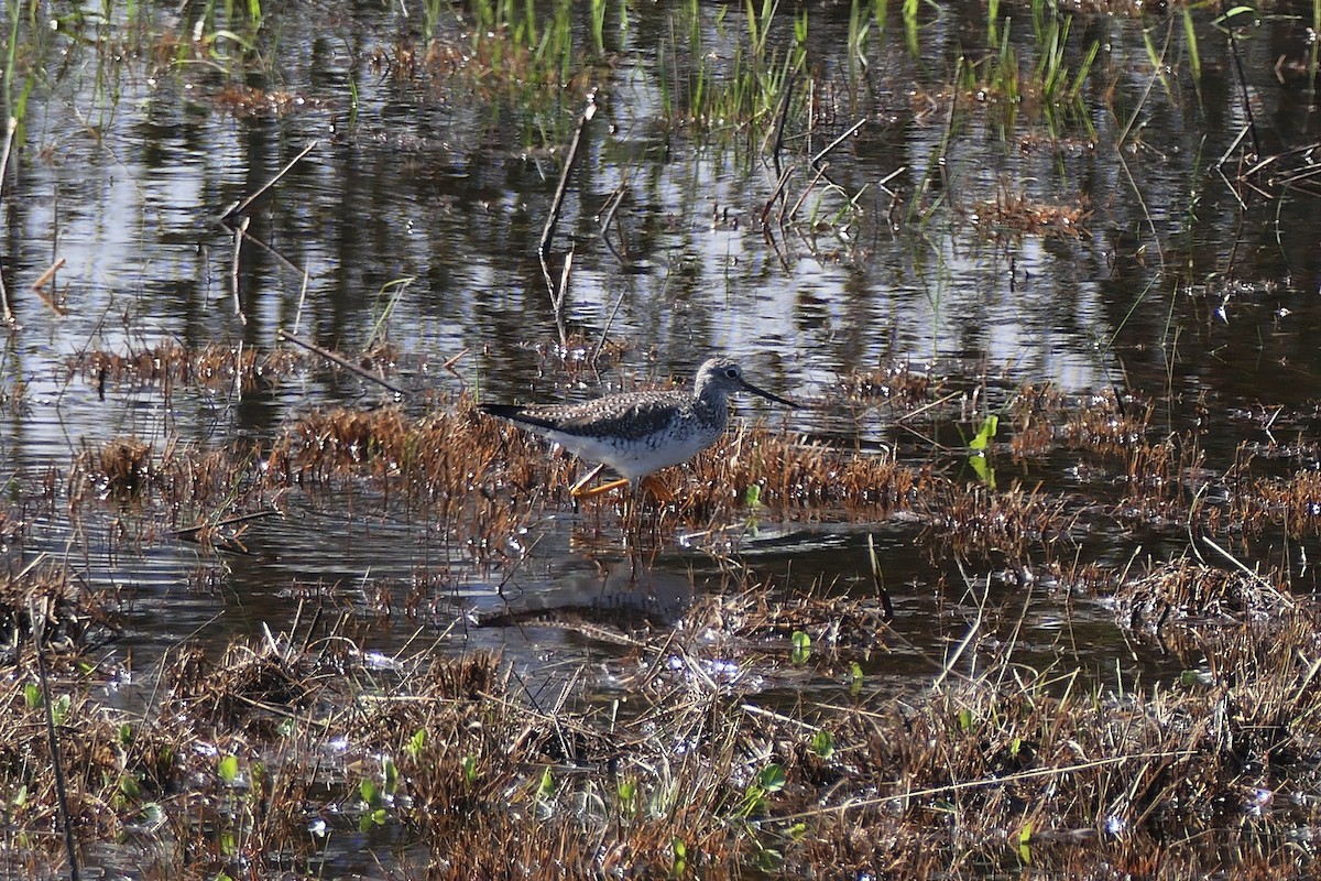 Büyük Sarıbacak - ML652844734