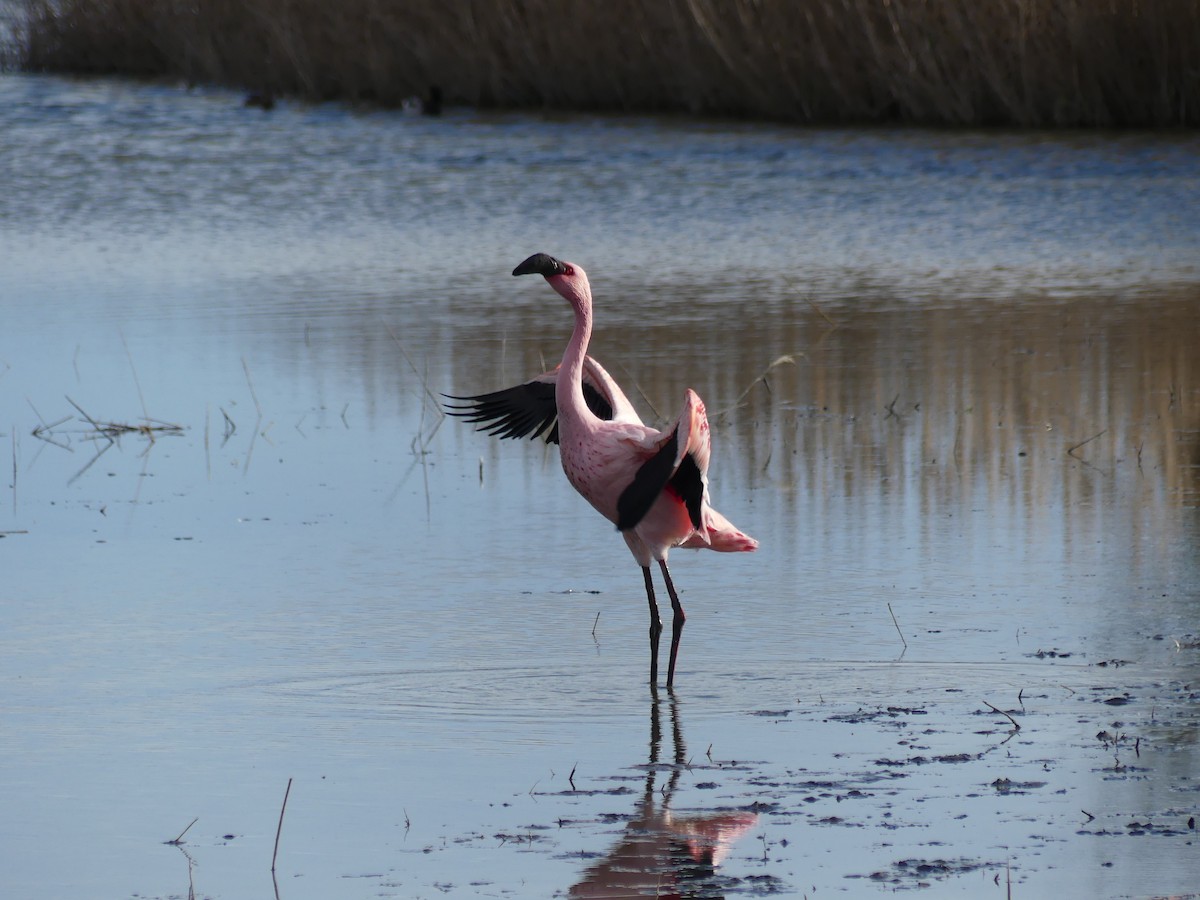 Lesser Flamingo - ML652844929