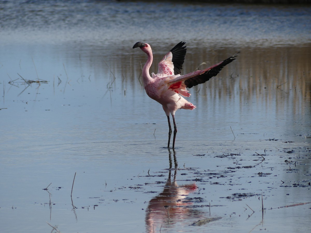 Lesser Flamingo - ML652844930