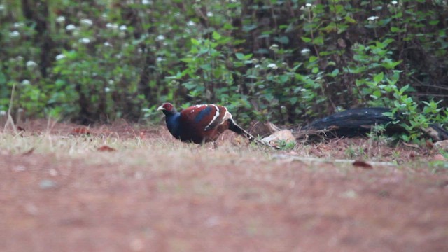 Mrs. Hume's Pheasant - ML652845816
