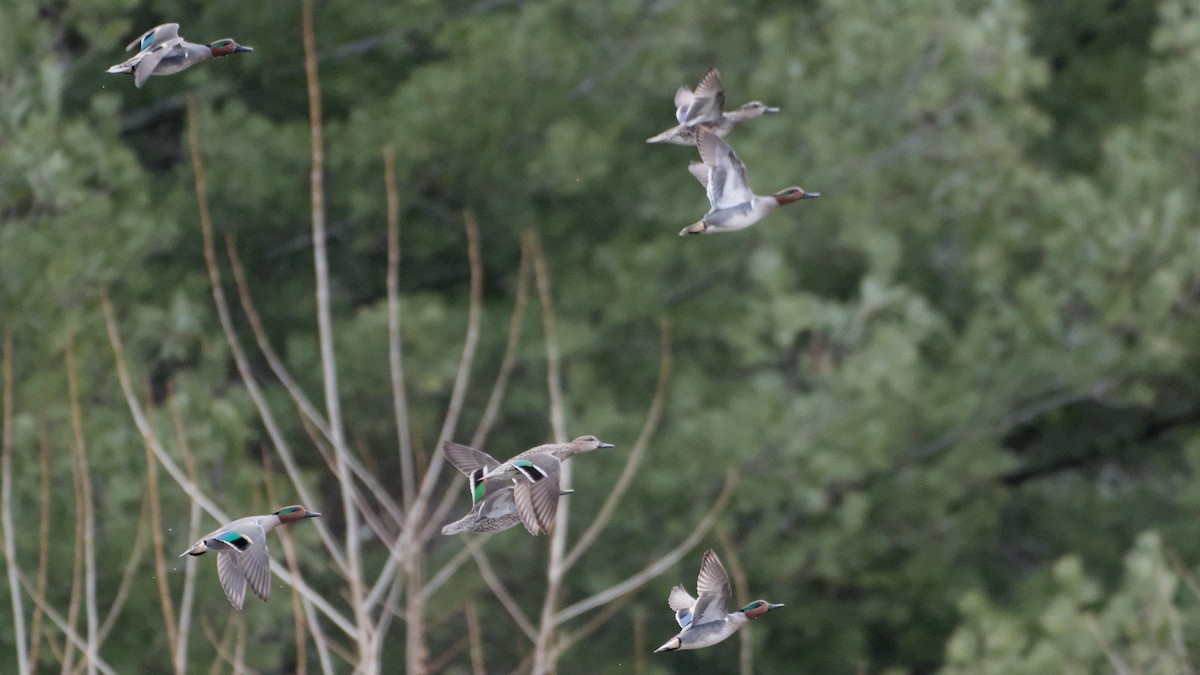 Чирянка мала - ML652846271