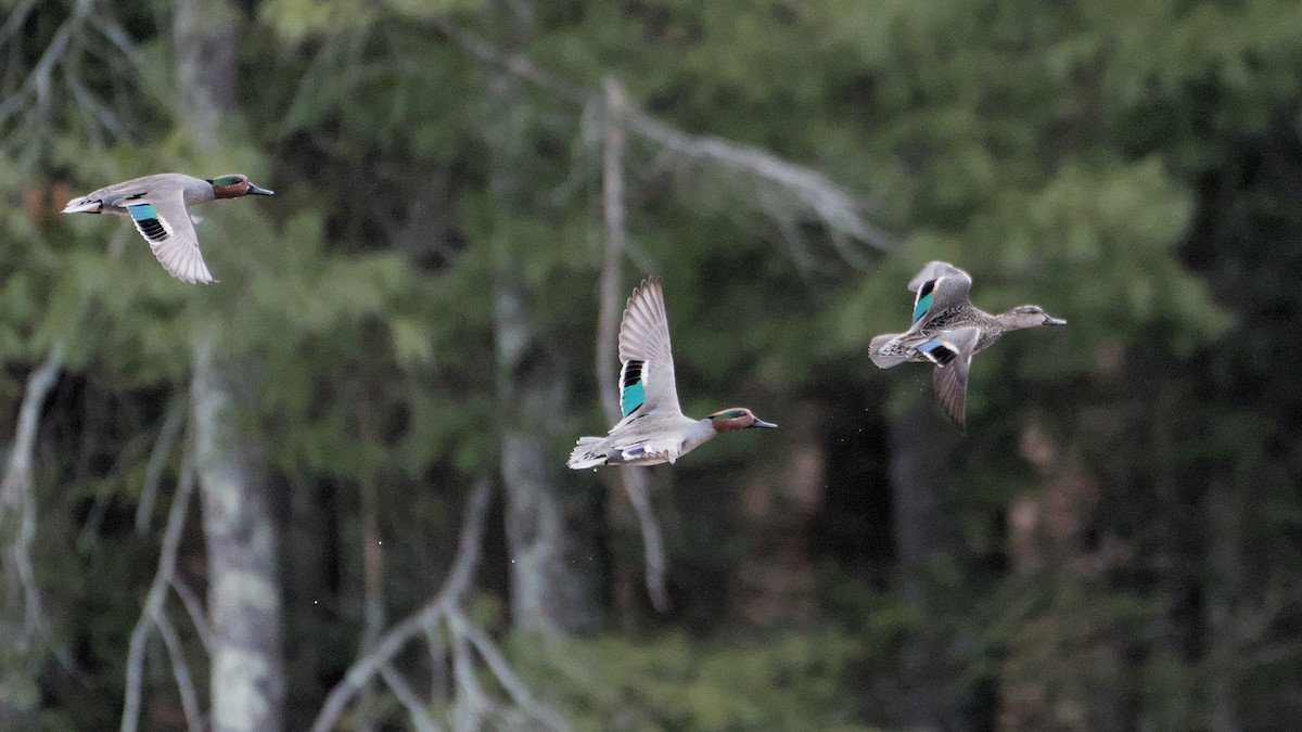 Чирянка мала - ML652846272