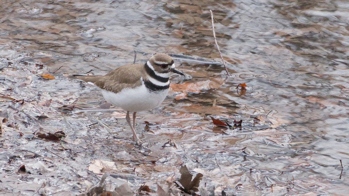 Пісочник крикливий - ML652846283