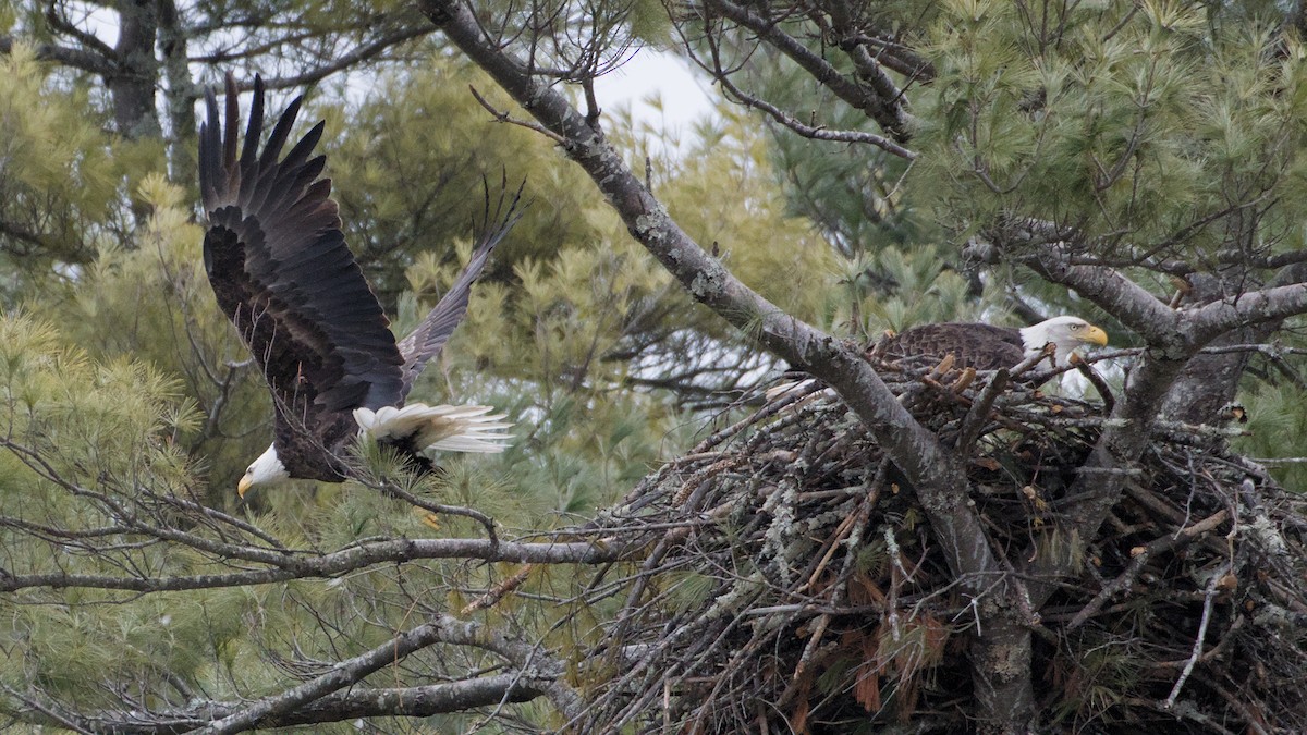 Орлан білоголовий - ML652846313
