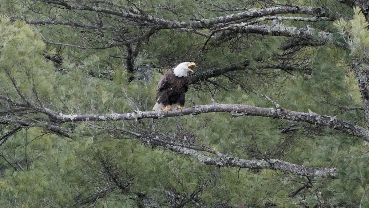 Орлан білоголовий - ML652846323