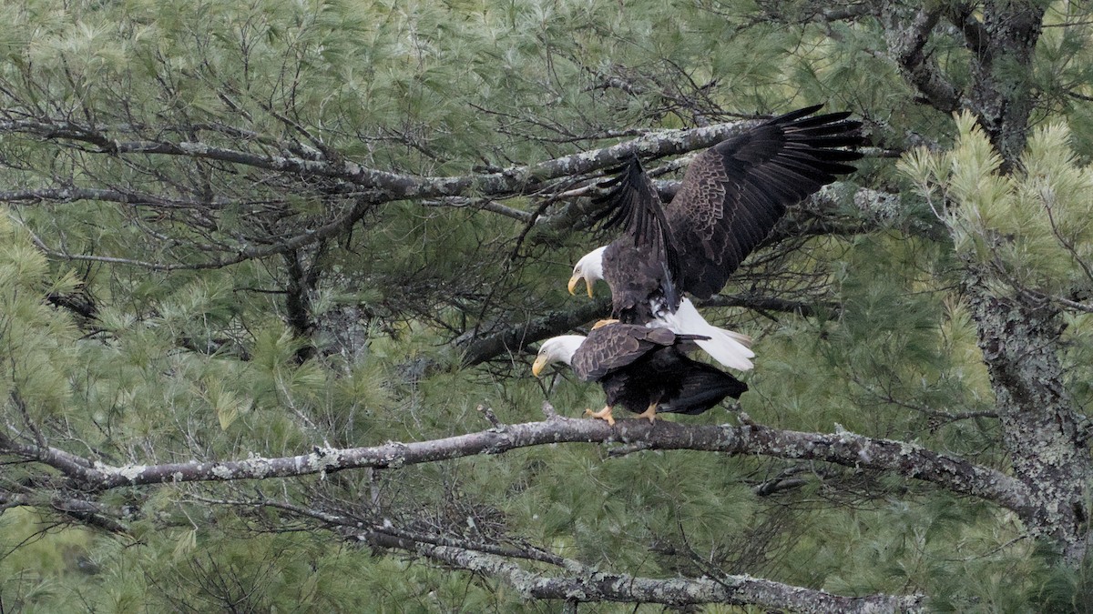 Орлан білоголовий - ML652846339
