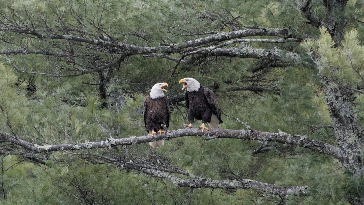 Орлан білоголовий - ML652846348