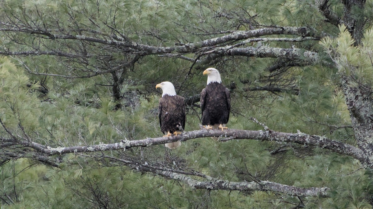 Орлан білоголовий - ML652846362