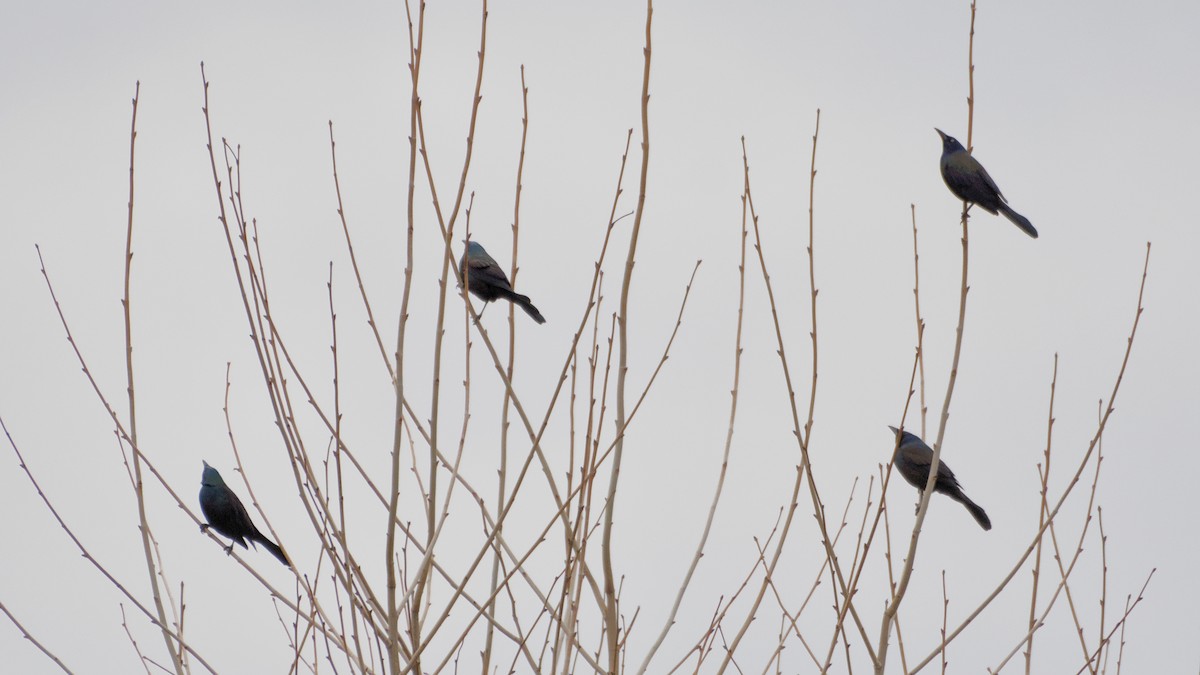 Гракл пурпуровошиїй - ML652846372