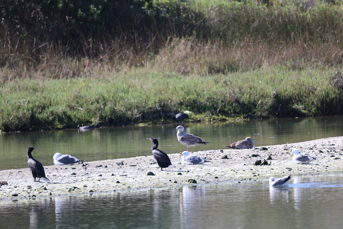 tanımsız Larinae sp. - ML652846923
