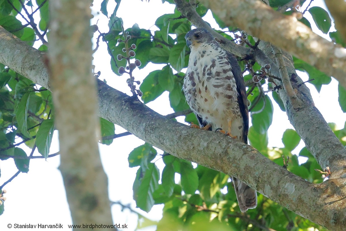 Африканский ястреб - ML652847011