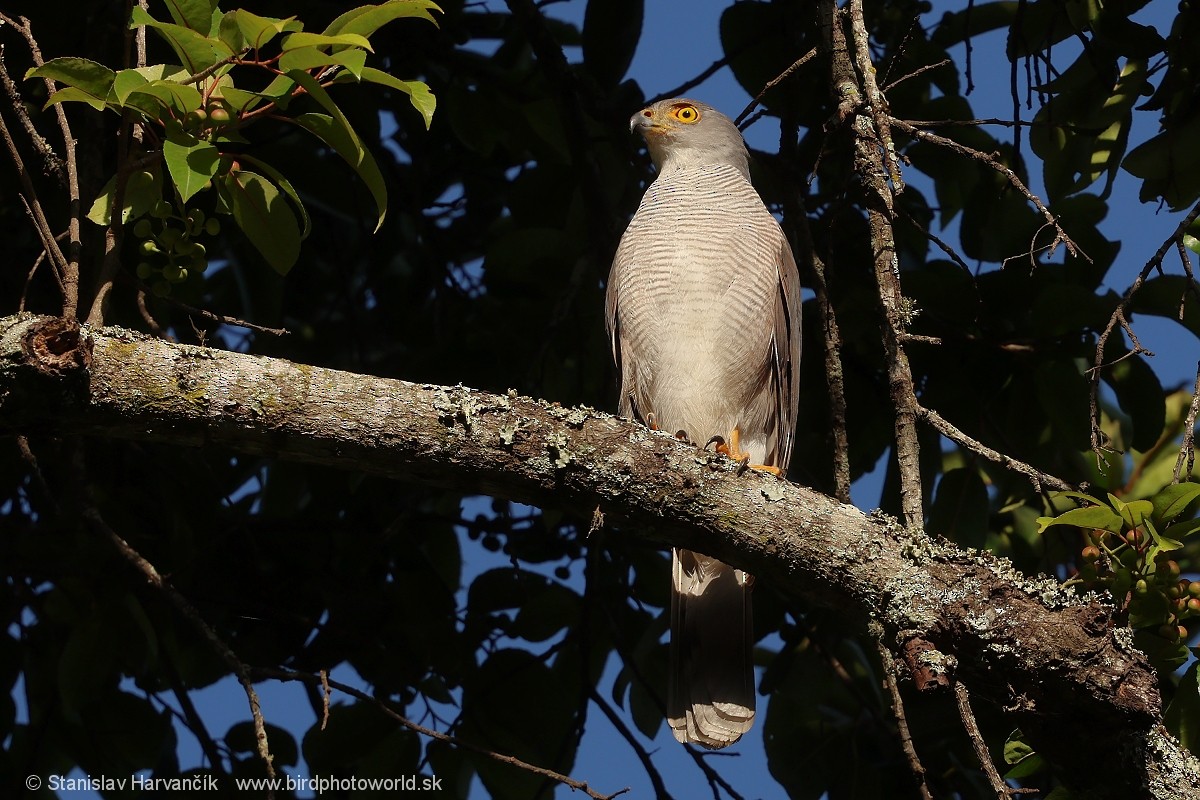 Африканский ястреб - ML652847012