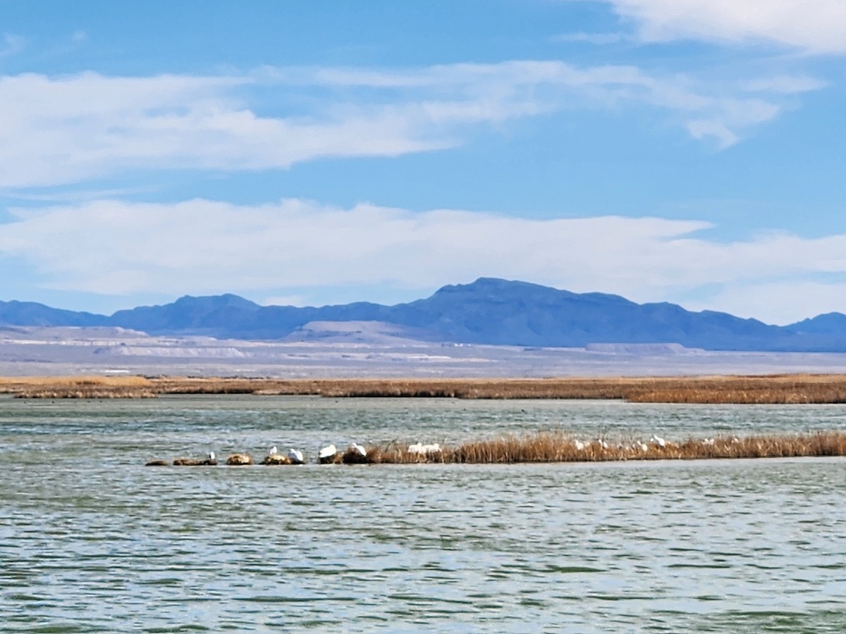 American White Pelican - ML652847127