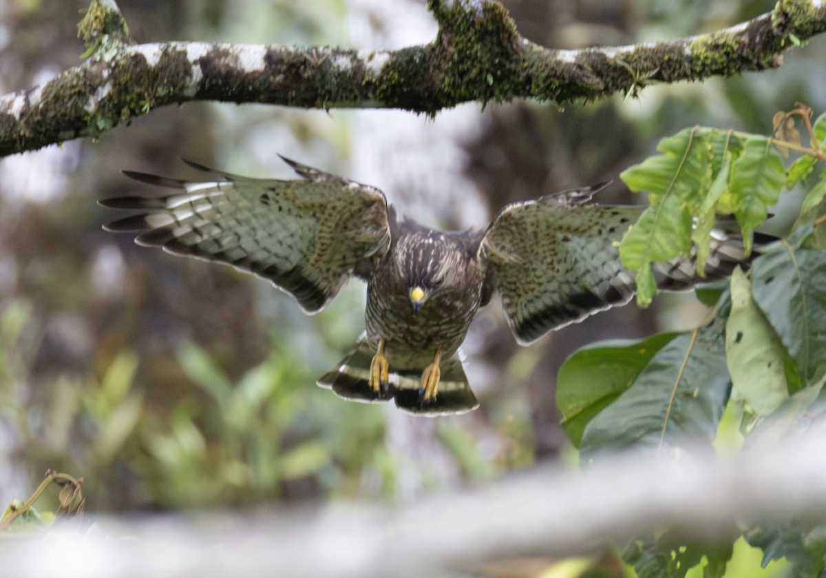 Broad-winged Hawk - ML652847684