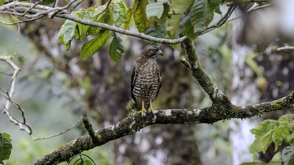Broad-winged Hawk - ML652847685