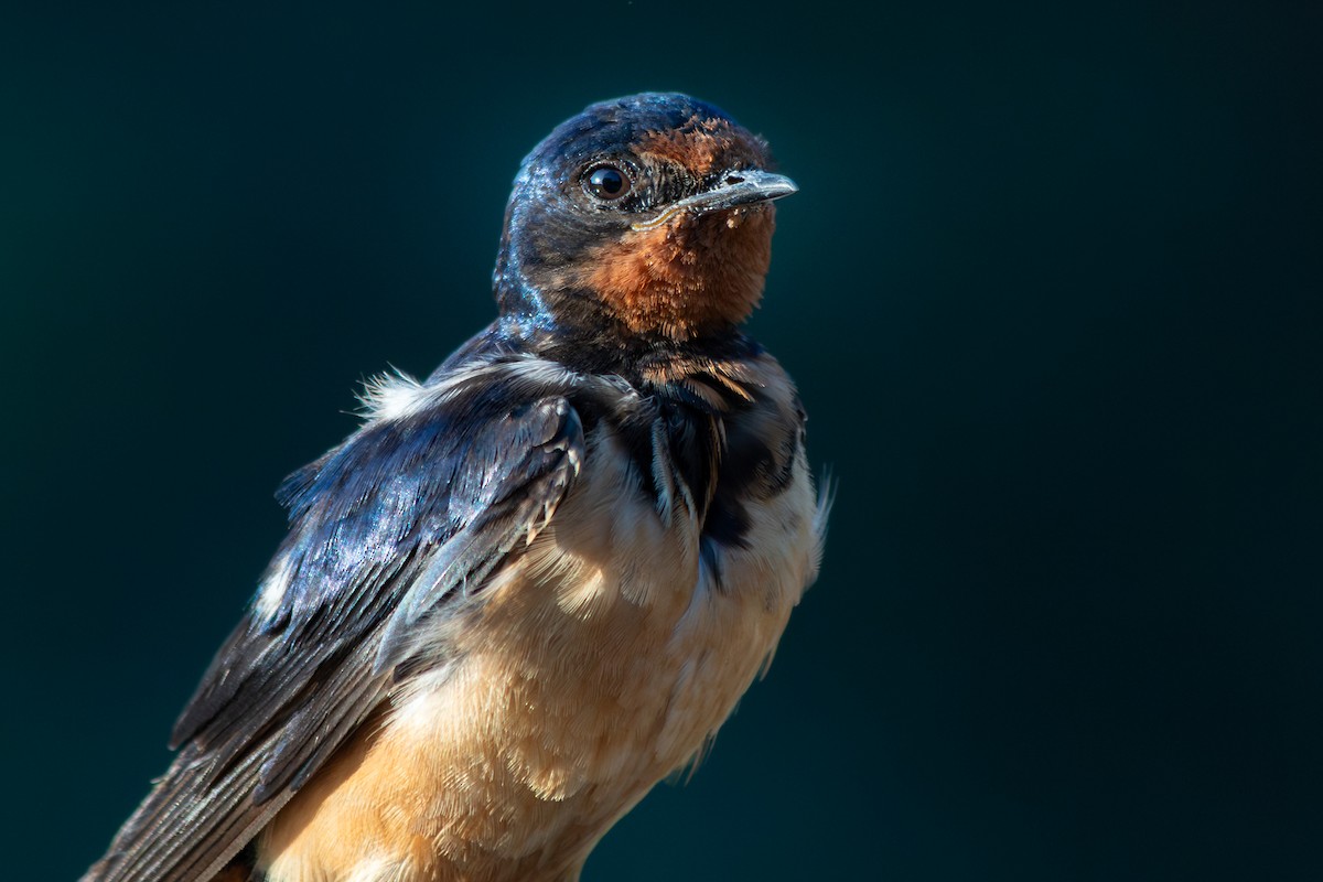 vlaštovka obecná - ML652847877