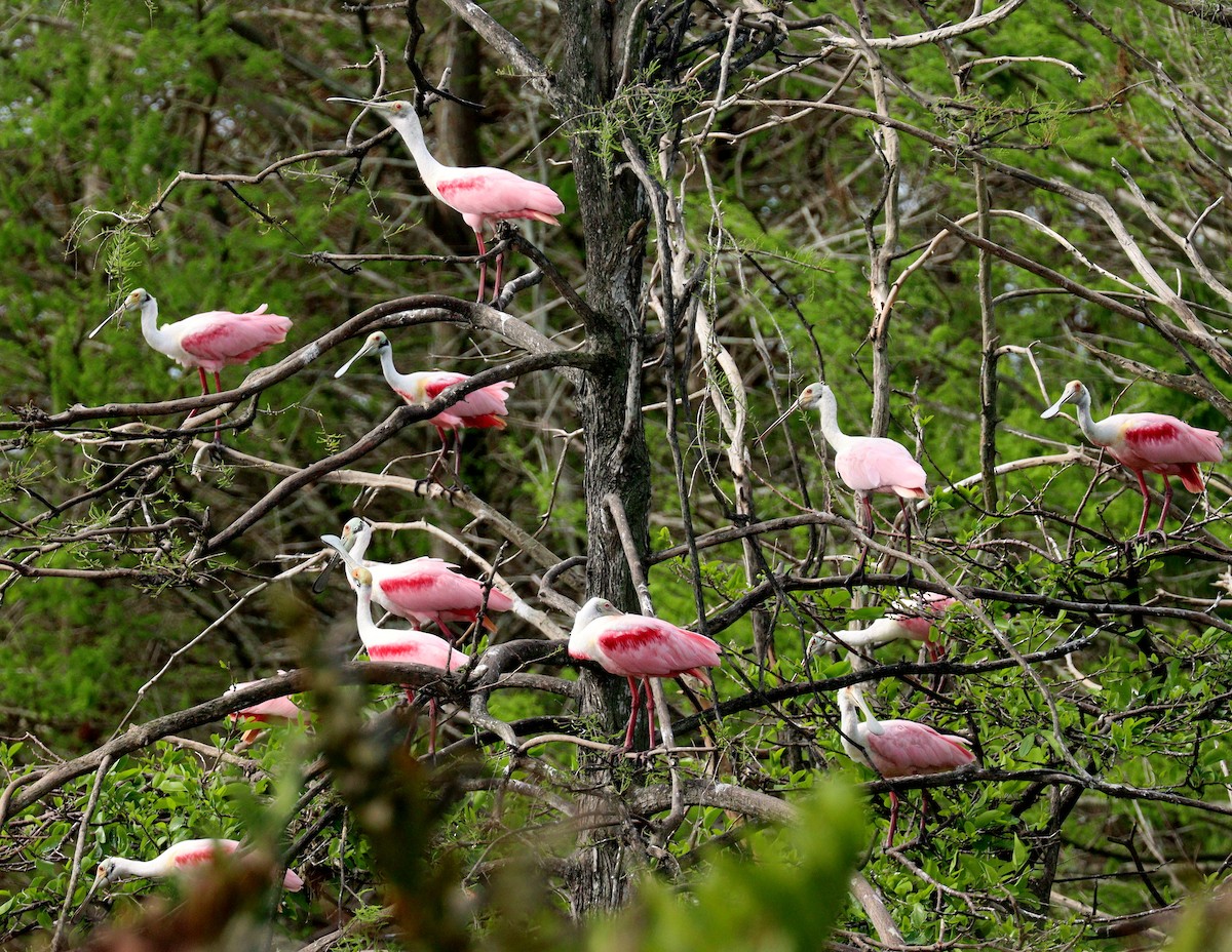 Косар рожевий - ML652848161