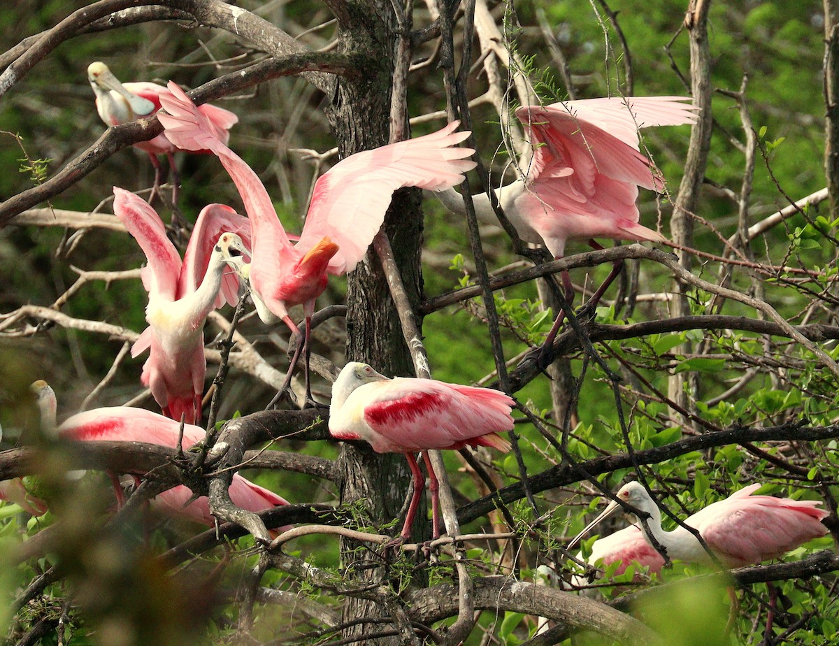 Косар рожевий - ML652848184