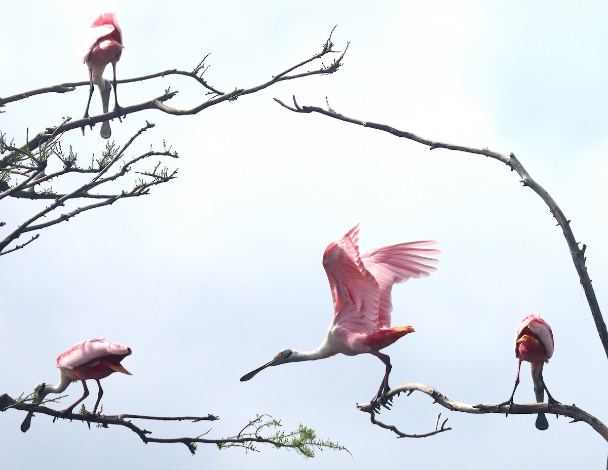 Косар рожевий - ML652848226