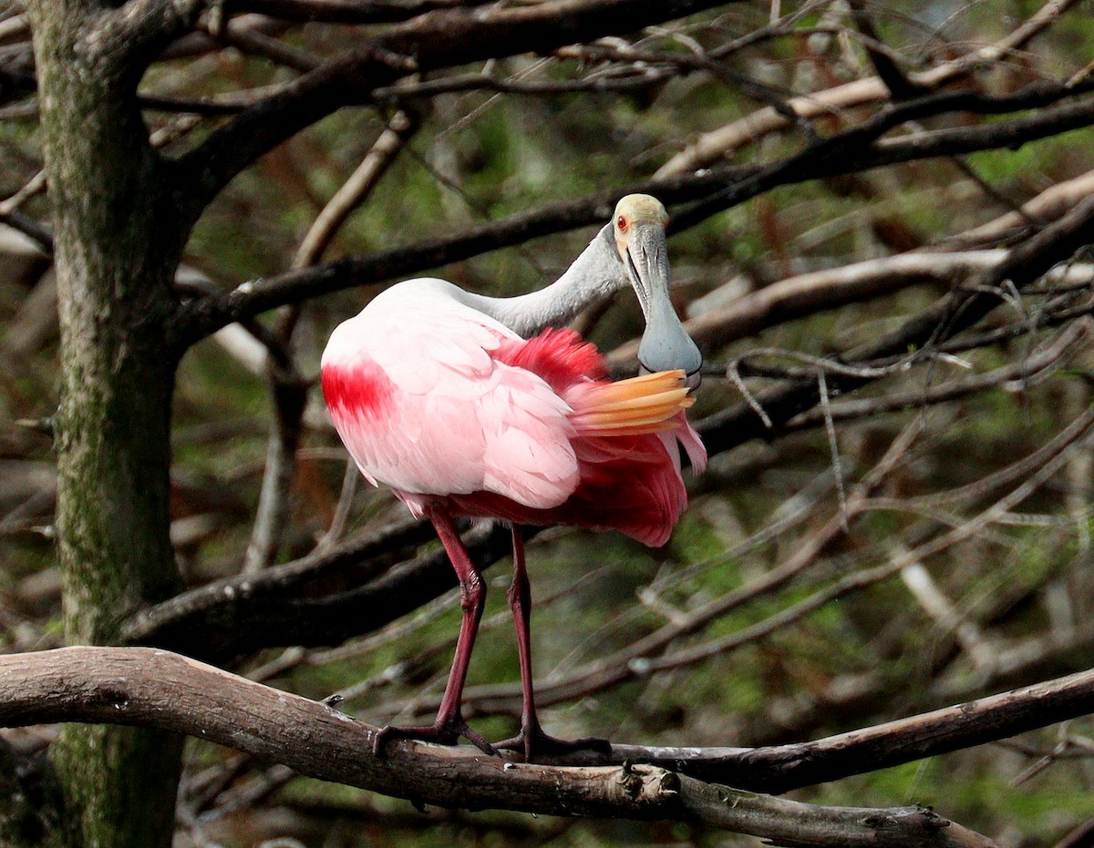 Косар рожевий - ML652848261