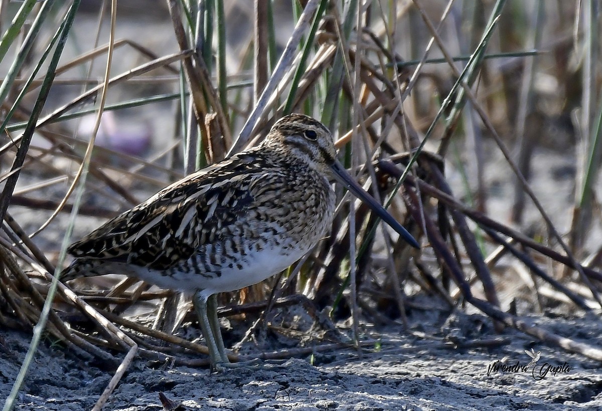 Шөвгөн хараалж - ML652848297