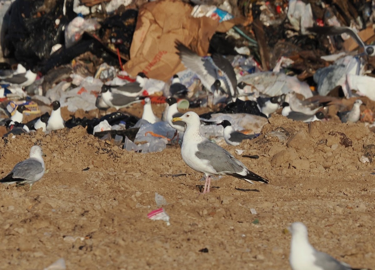 Vega Gull - ML652848367