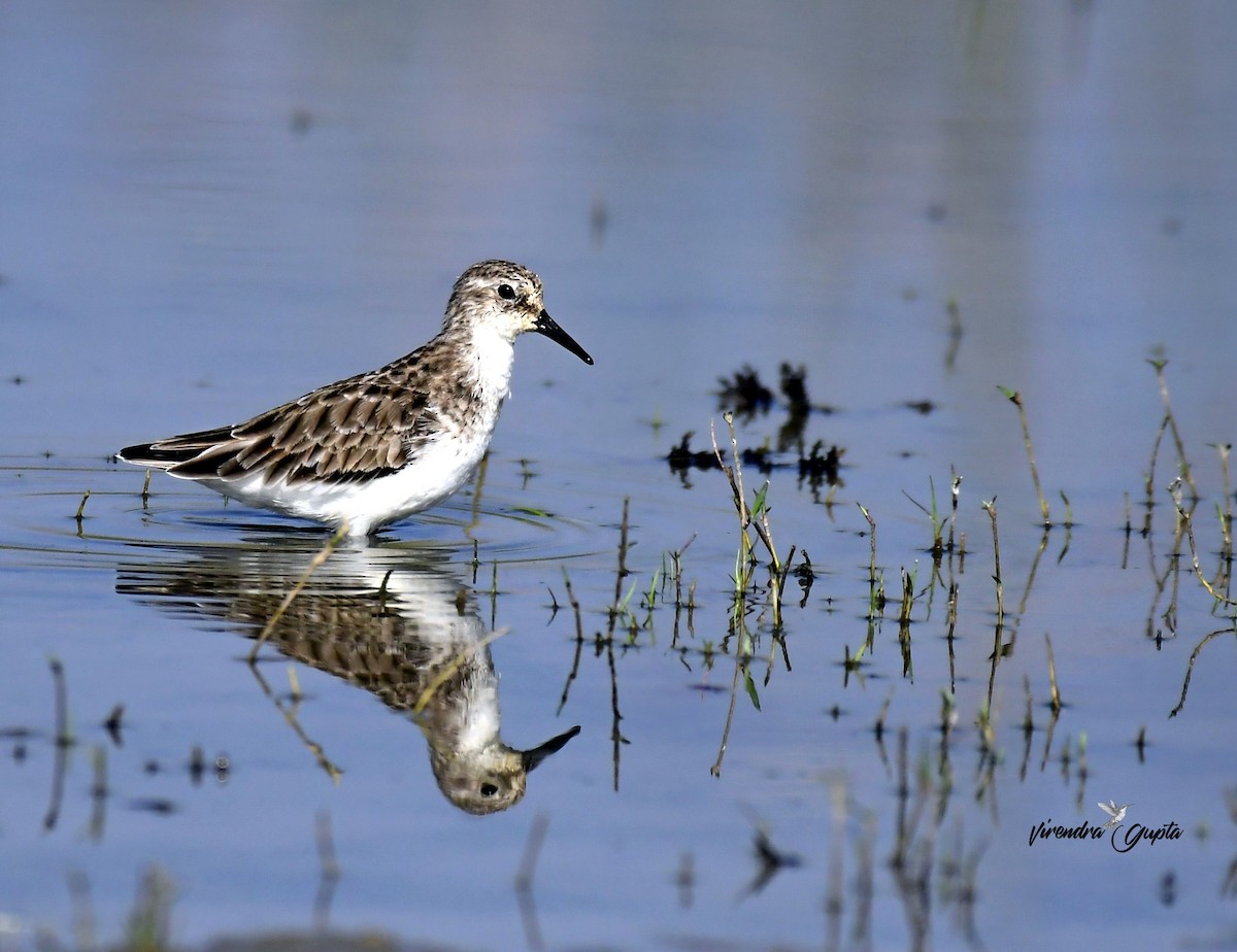 Одой элсэг - ML652848424