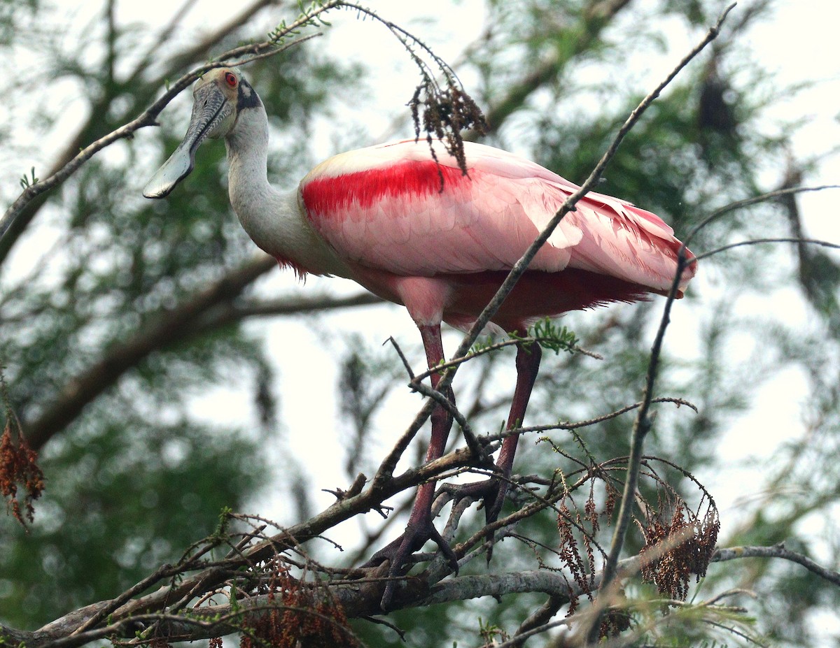 Косар рожевий - ML652848428