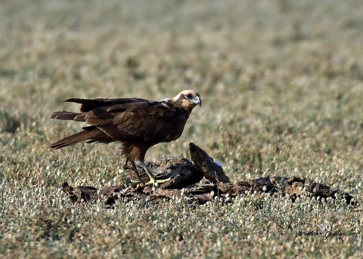 Намгийн хулд - ML652848483