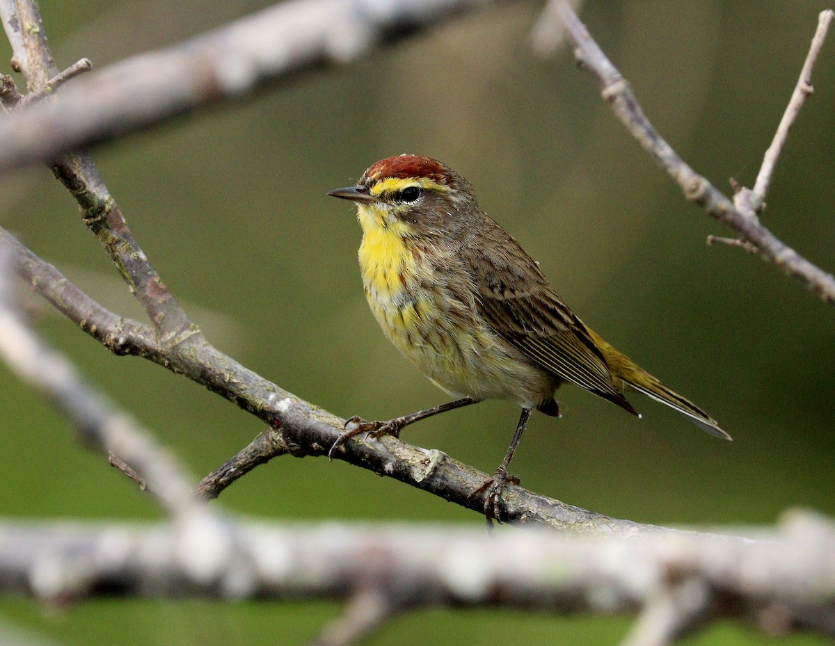 Пісняр-лісовик рудоголовий - ML652848519