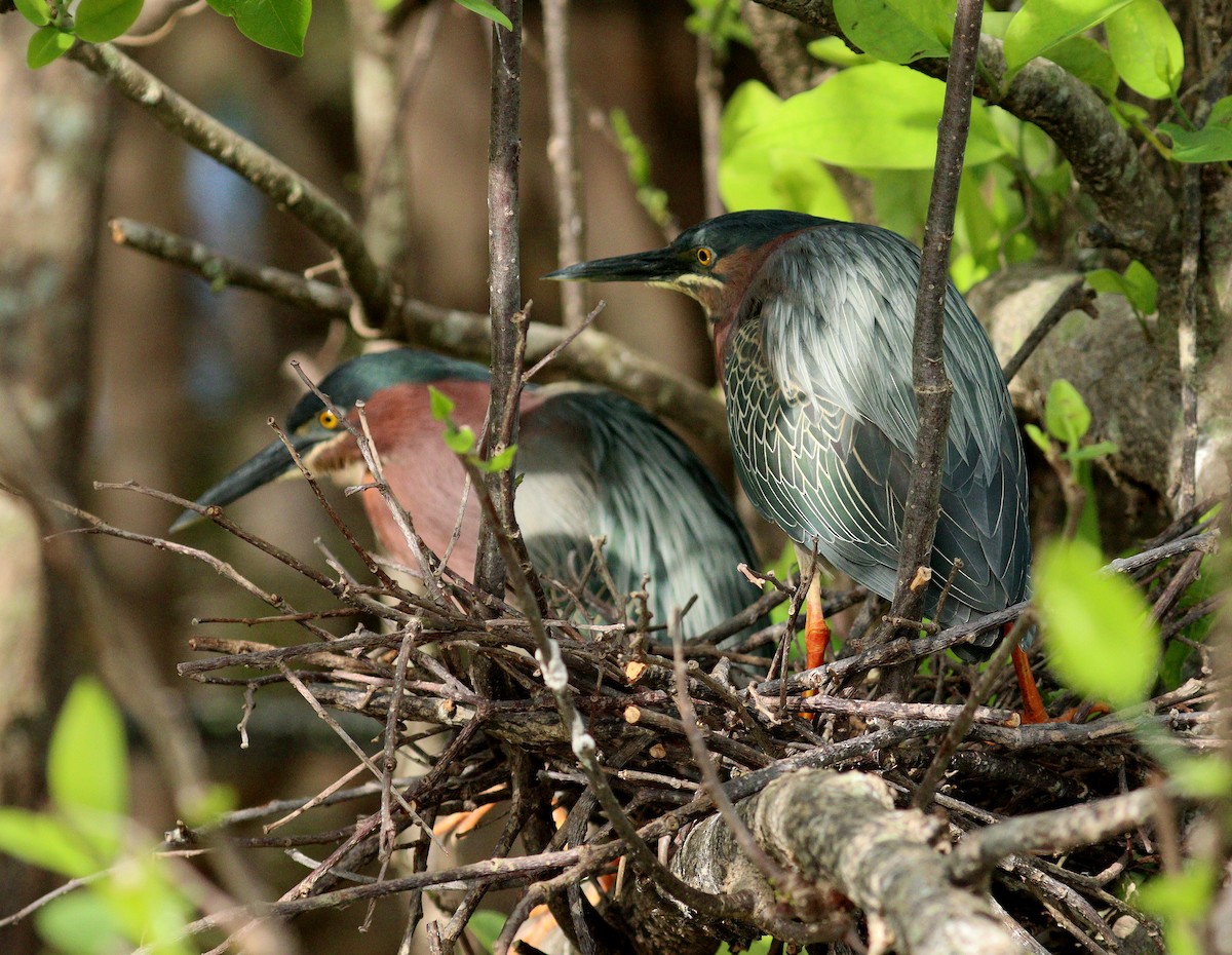 Чапля зелена - ML652848600