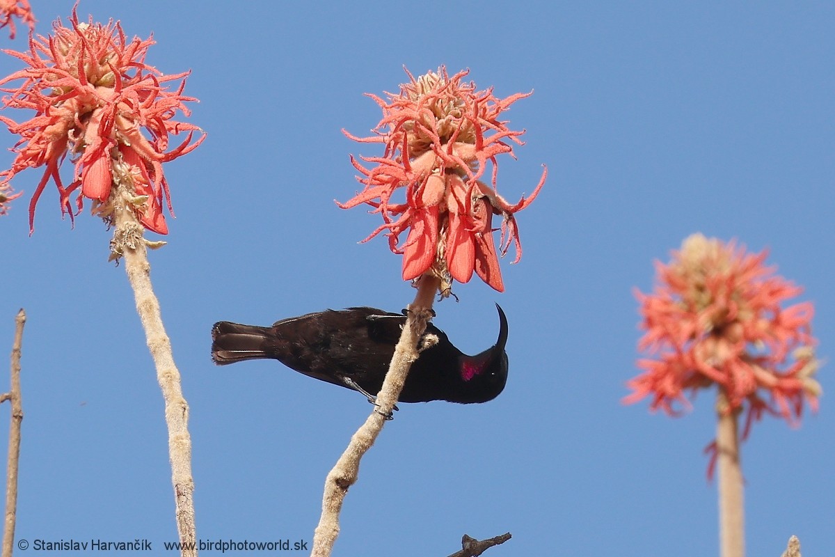 Аметистовая нектарница - ML652848614