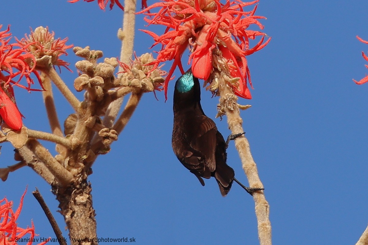 Аметистовая нектарница - ML652848615