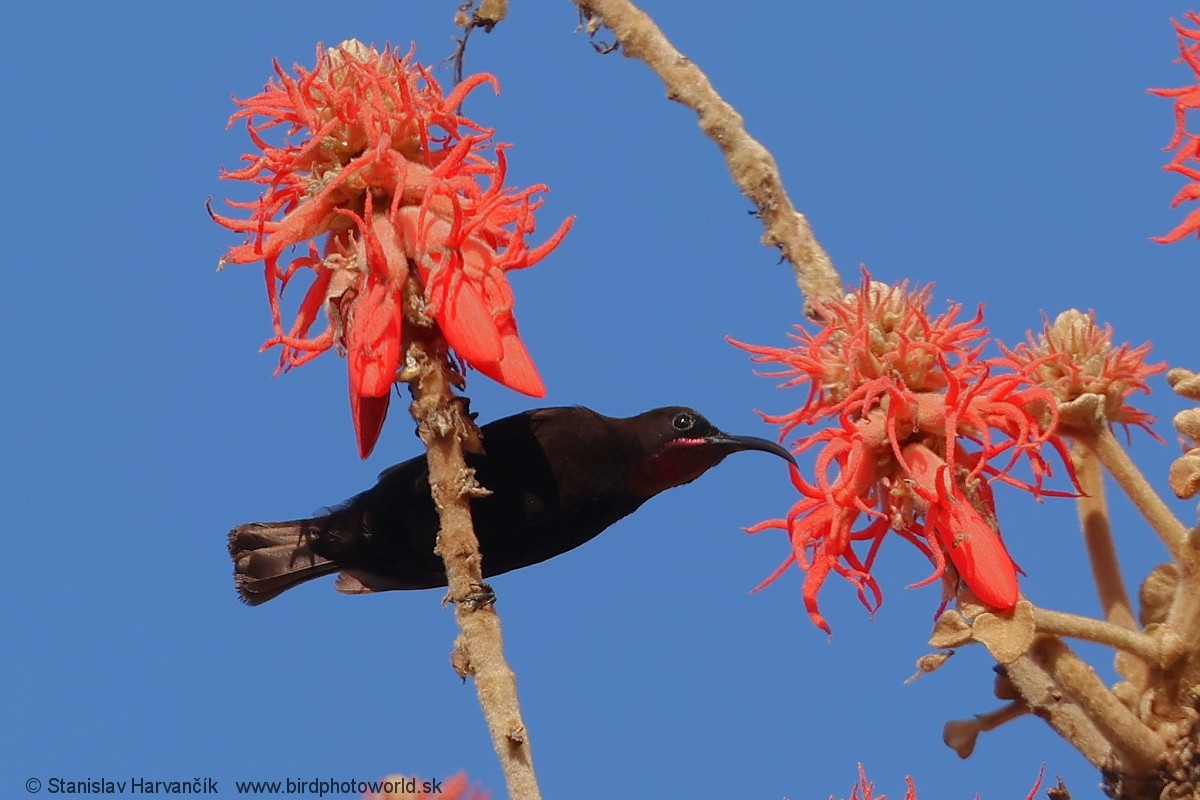 Аметистовая нектарница - ML652848616