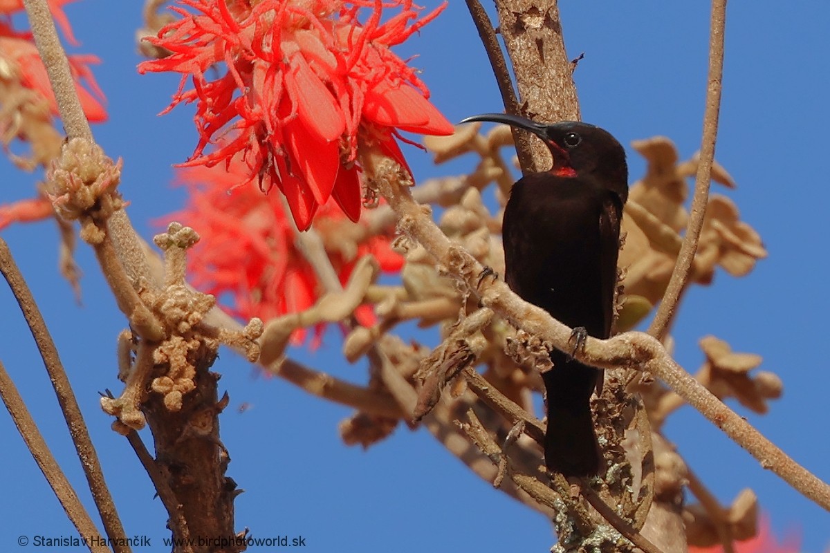 Аметистовая нектарница - ML652848617