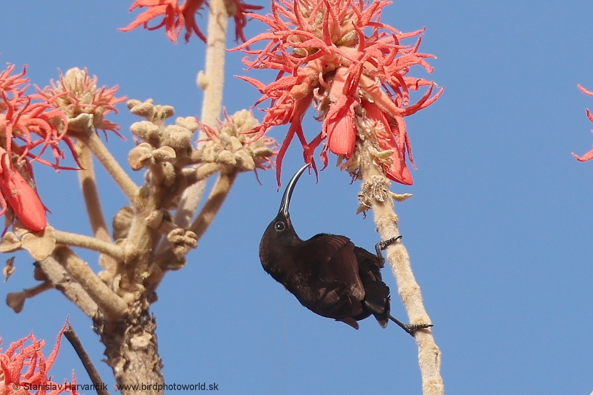 Аметистовая нектарница - ML652848618