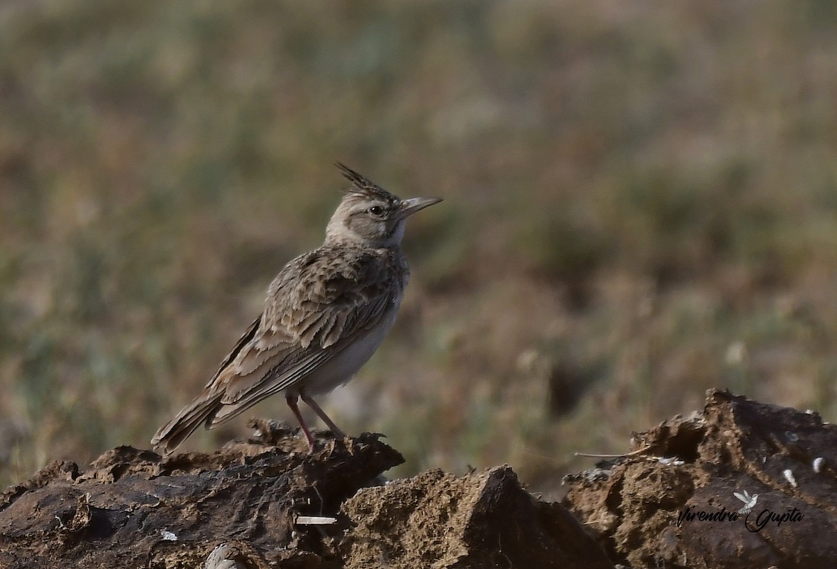 Согсоот болжмор - ML652848658